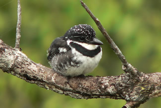 Bonte baardkoekoek - Notharchus tectus Bonte baardkoekoek - Notharchus tectus